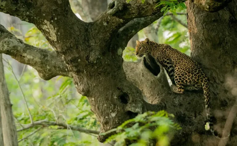 bangalore-mysore-nagarhole-tour1