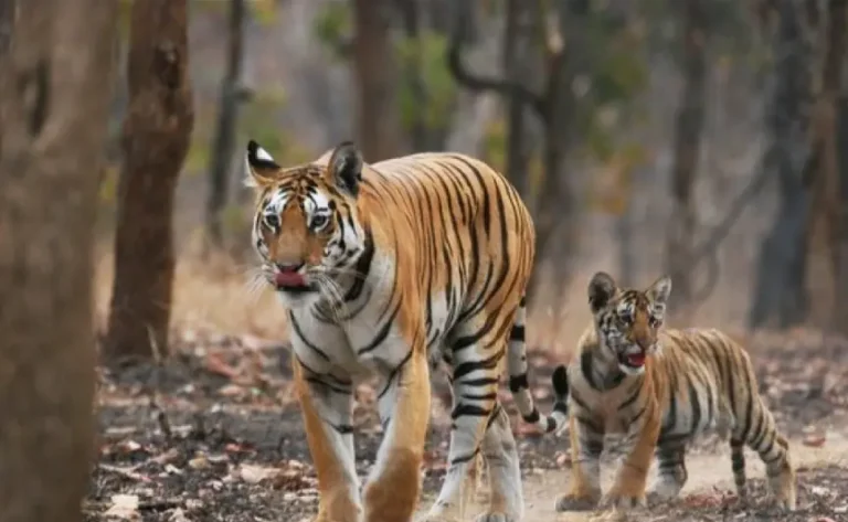 karnataka-wildlife-safari-tour1