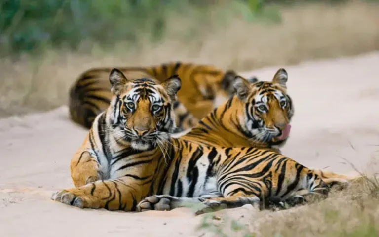 majestic-tiger-gallery
