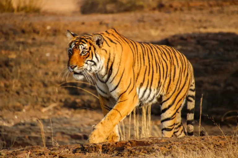 ranthambore-tiger-02
