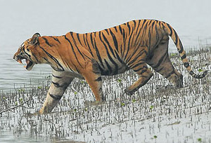 sunderban