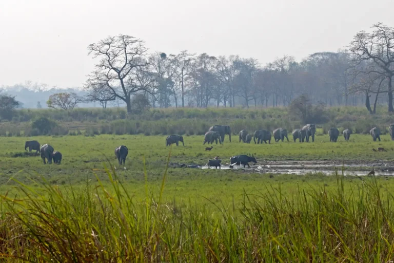 kaziranga-elephant-01