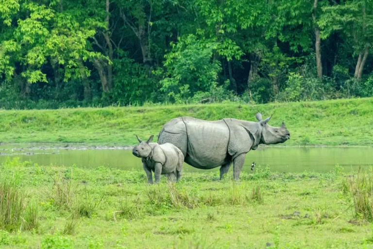 kaziranga-rhino-01