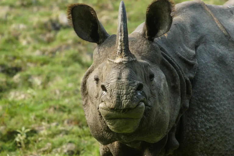 kaziranga-rhino-02