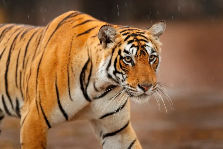 ranthambore-tiger-04